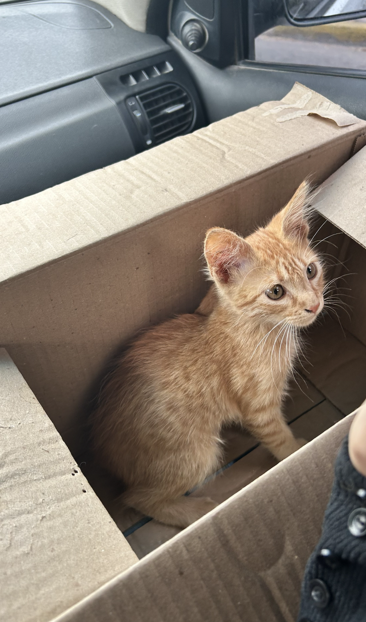Simba cachorro dentro de una caja de cartón, viajando en auto rumbo a su nueva casa