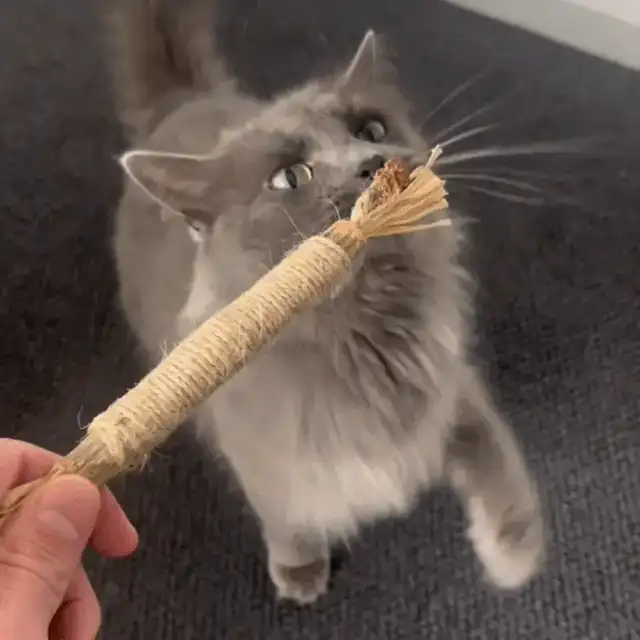 GathiBite — Palito de Matatabi y Sisal para Gatos 5