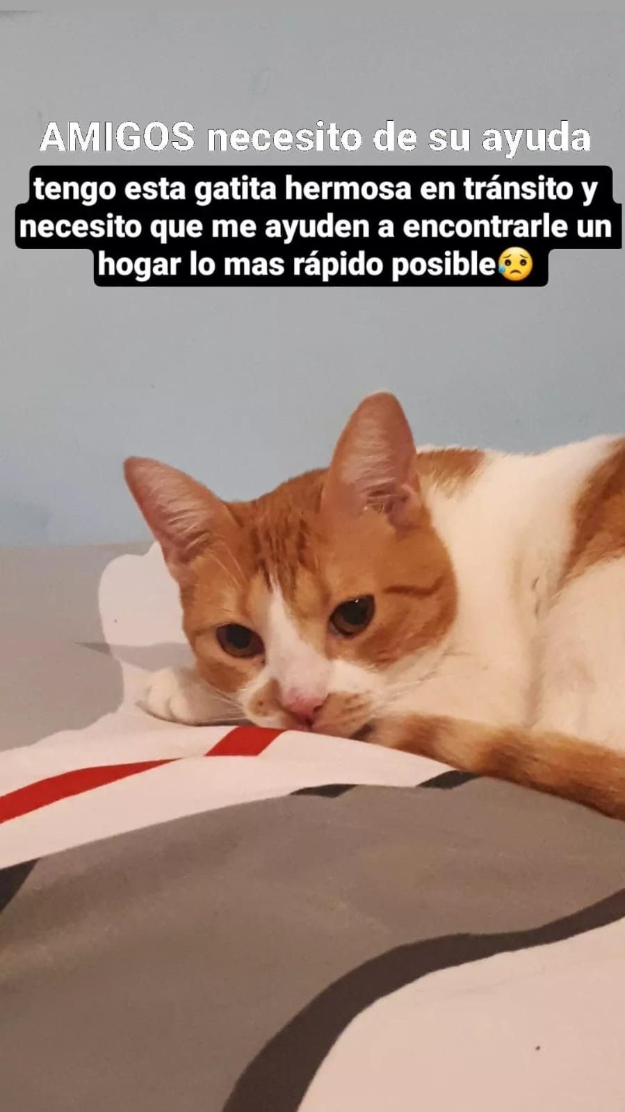 Colita cuando llegó