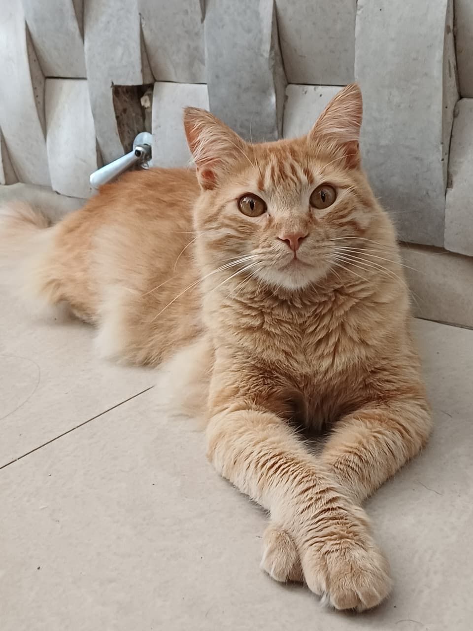 Simba, hijo de Euge