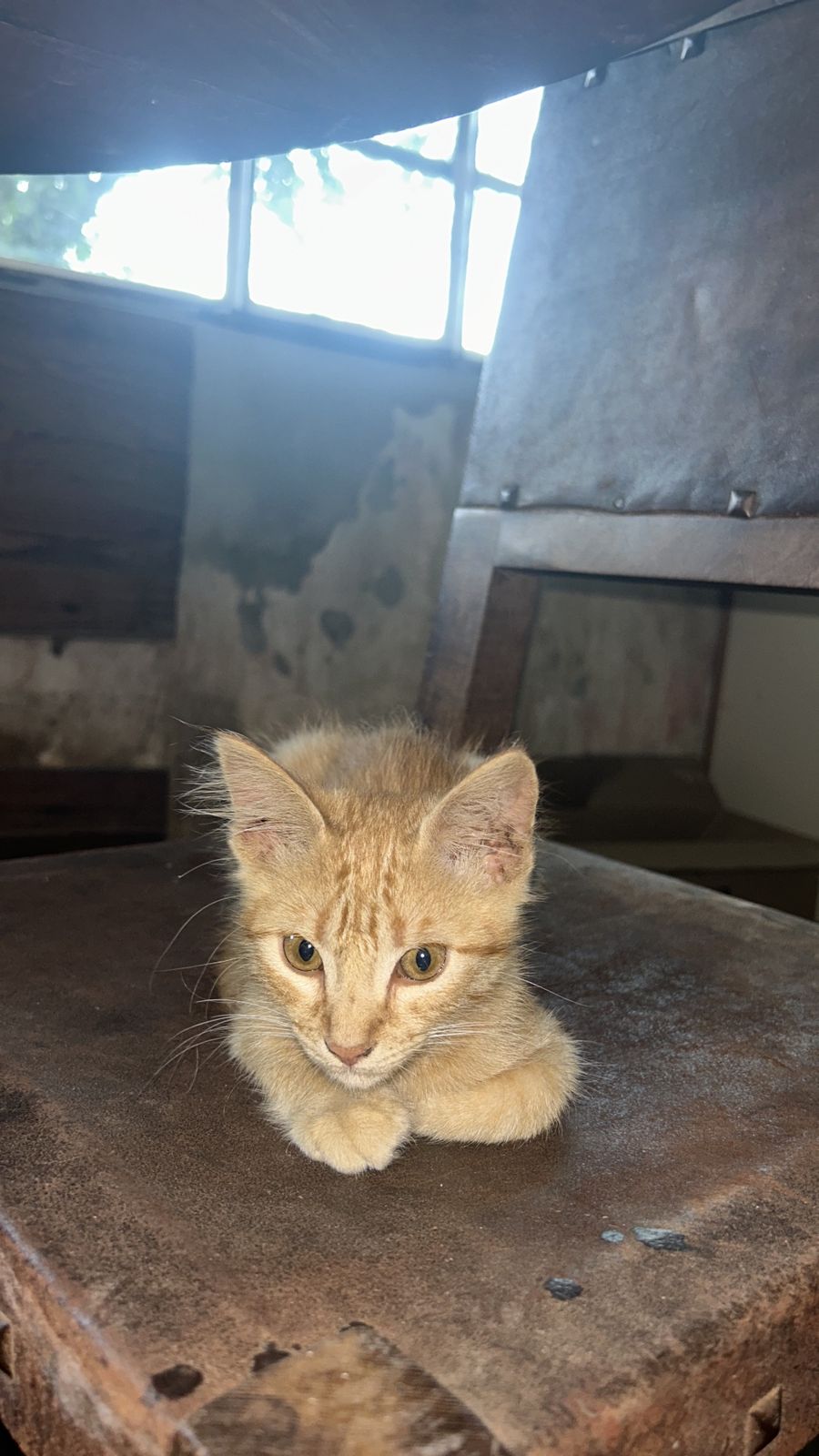 Simba cachorro