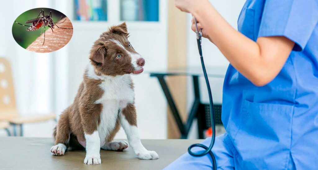 leishmaniosis perro