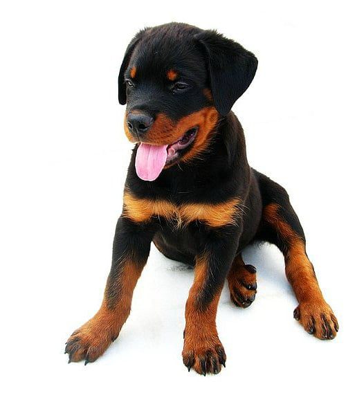 Rottweiler cachorro1