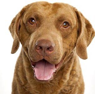 Chesapeake Bay Retriever logo1