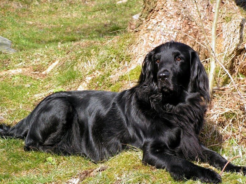 Flat Coated Retriever 31