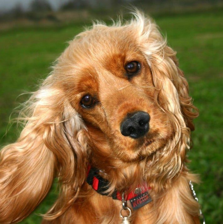 cocker americano spaniel1
