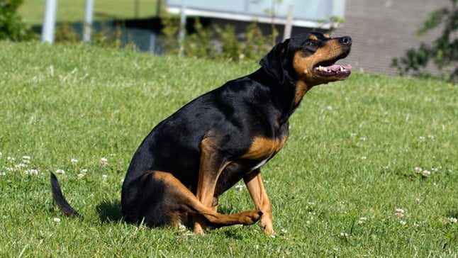 perro arrastra culo