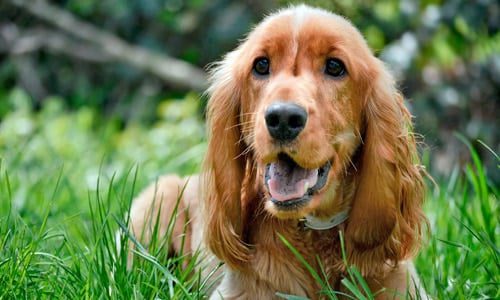 perro cocker spaniel
