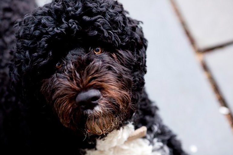 perro de gua portugues