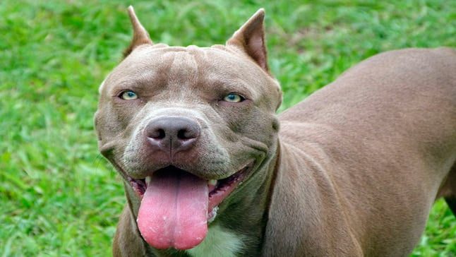 pitbull