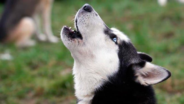 perro aullando