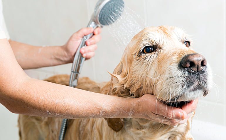 enjuagando-al-perro-tras-el-baño