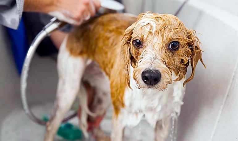 perro mojado en la bañera