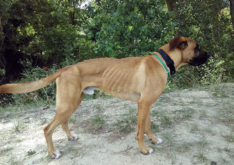 perro anorexico