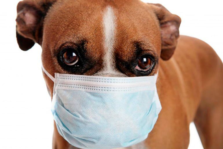 perro con alergia
