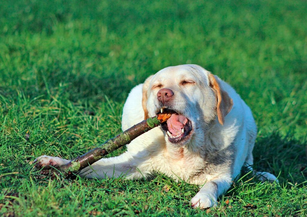 perro labrador mordiendo un palo