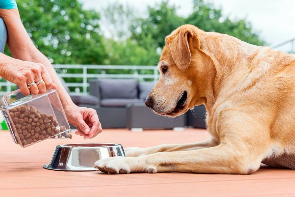 perro esperando su racion de comida