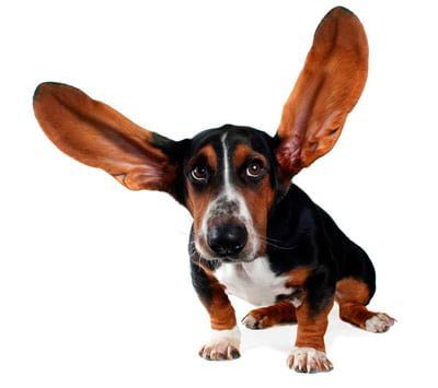 perro orejas