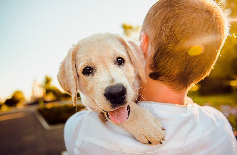 cachorro de perroen brazos de su humano