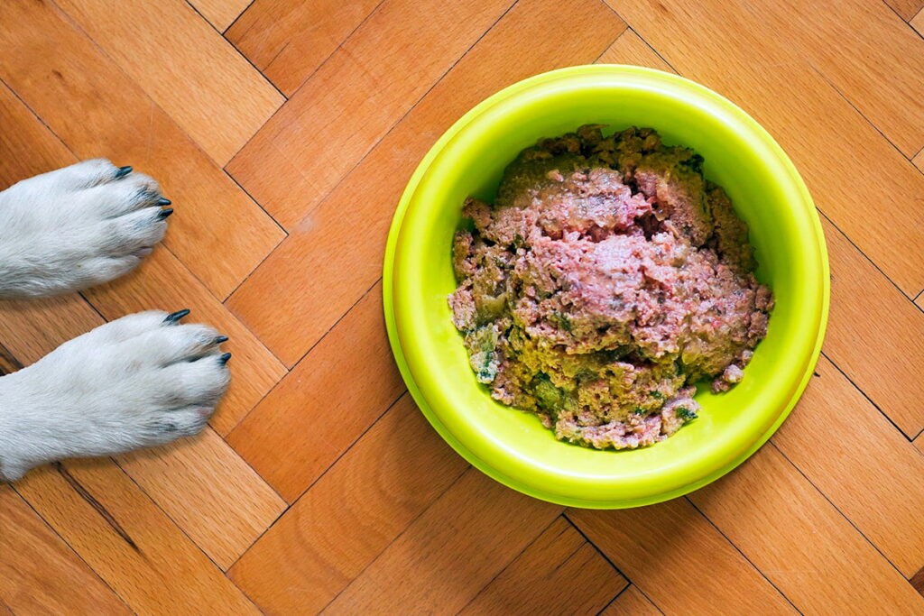 perro ante un cuenco con carne con suplementos nutricionales