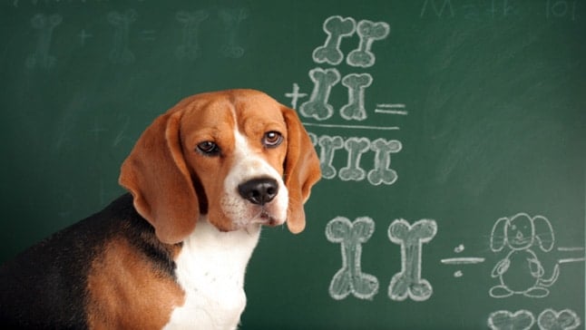 perro en clase