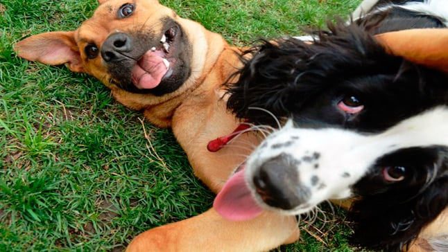 perro jusgando