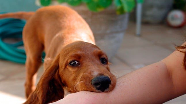 perro me muerde