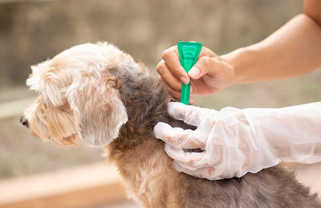 aplicacion de pipeta antiparasitos en un perro
