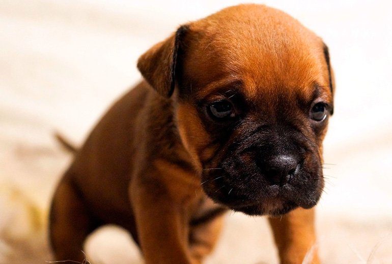 cachorro de boxer