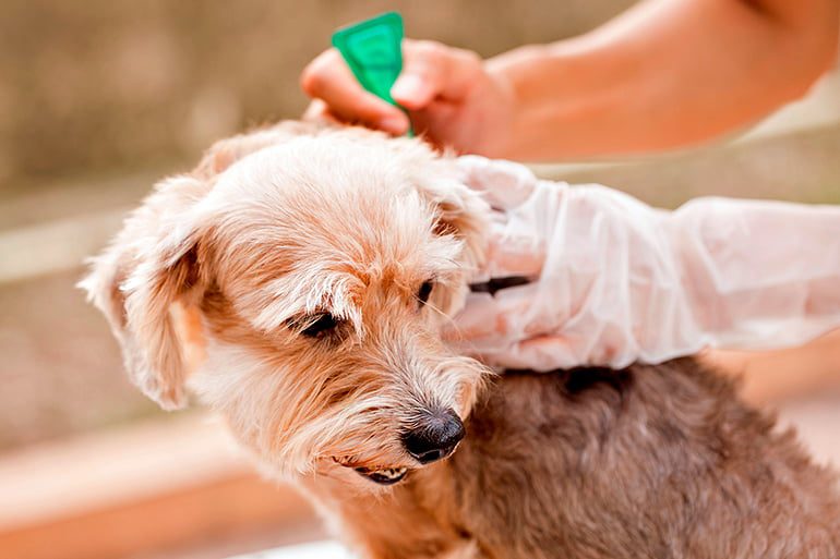 liquido antipulgas para perros