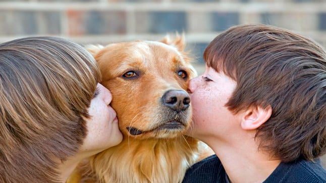 perro con niños