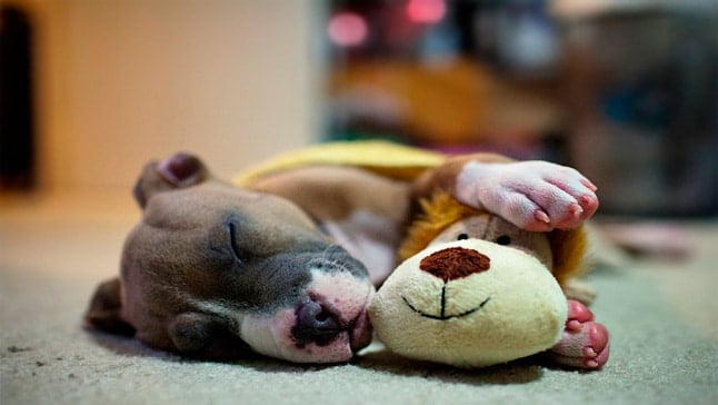 perro durmiendo