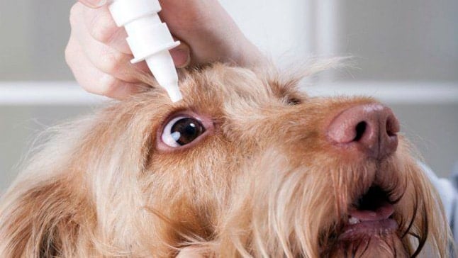 poner gotas en ojo de perro