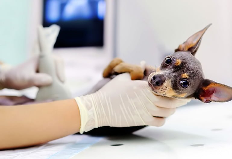 perro preparado para una ecografia