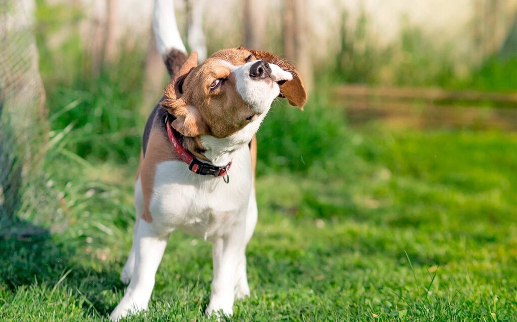 perro sacudiendo las orejas