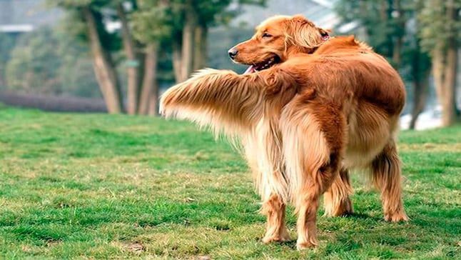 cola de perro