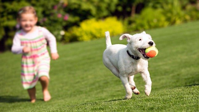 niño y perro