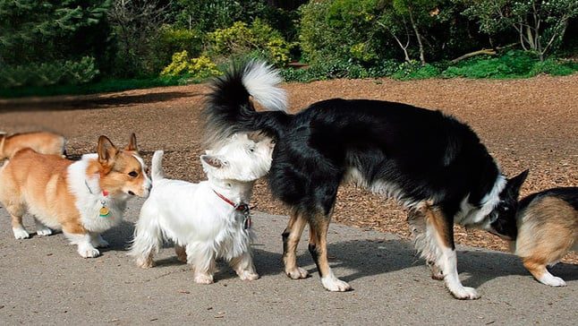 perros oliendose