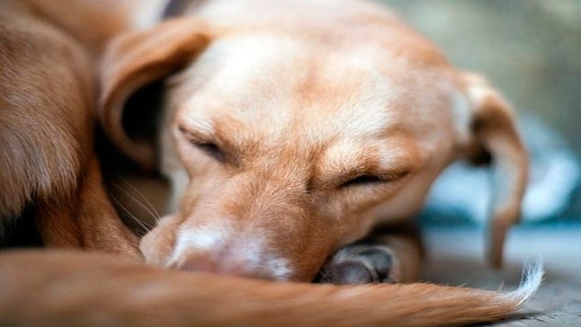 perro con alergia