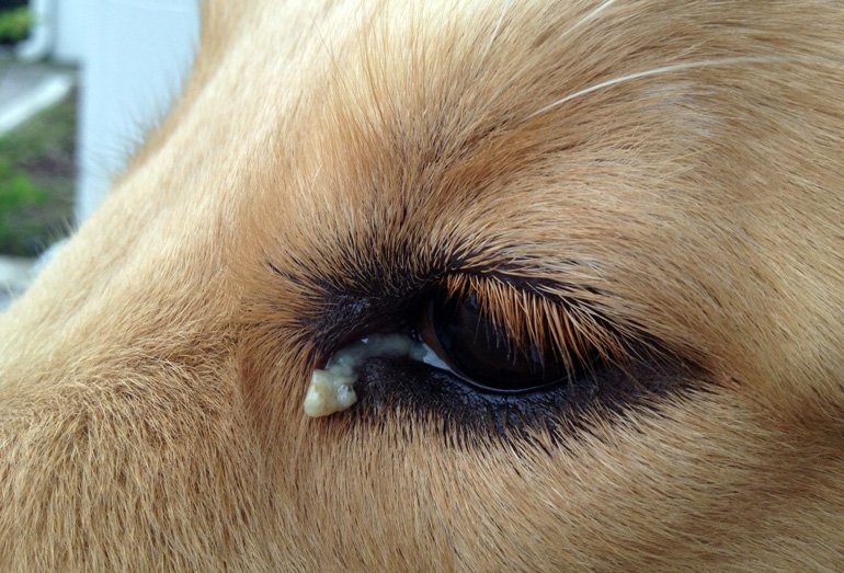 perro con legaña verde