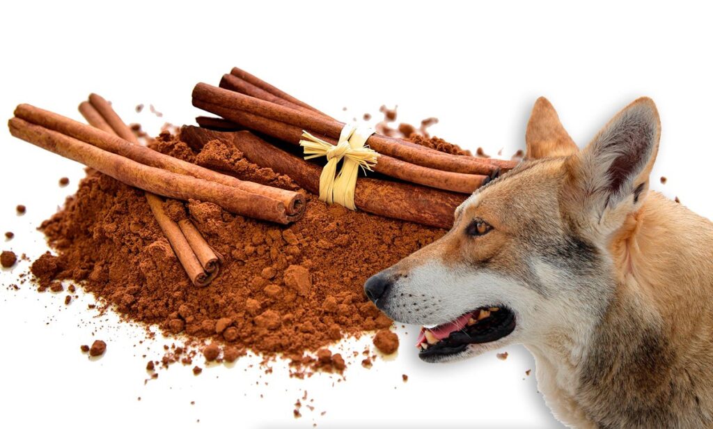 perro mirando barras de canela