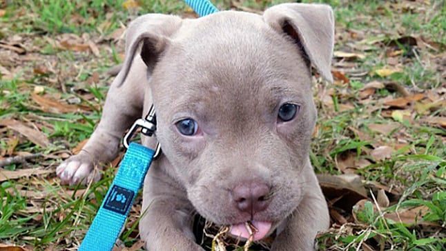pitbull 3