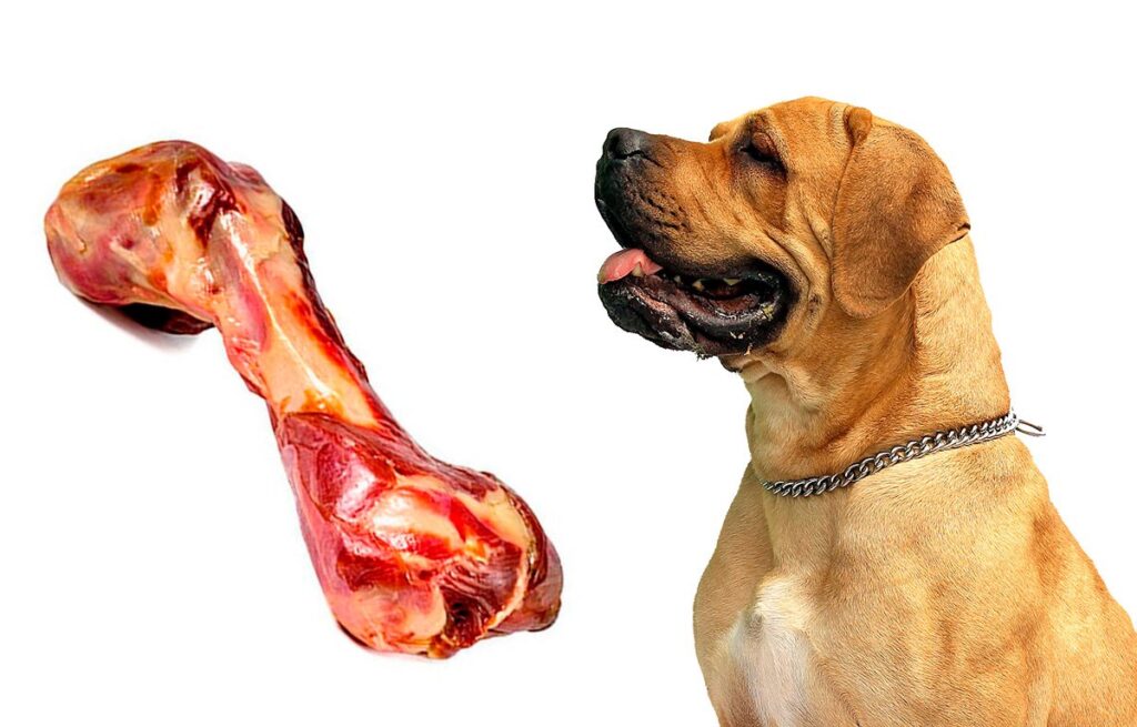 perro mirando un hueso de jamon