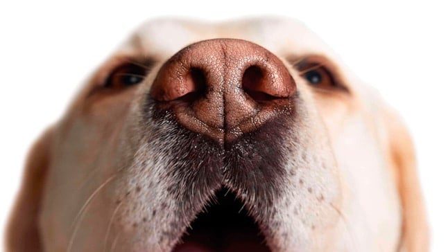 perro