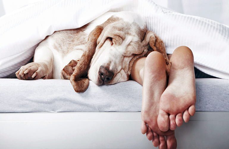 dormir con mi perro