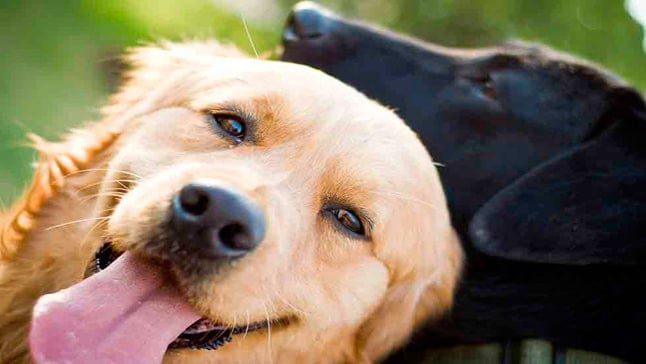perro feliz 1