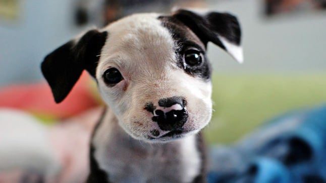 cachorrito
