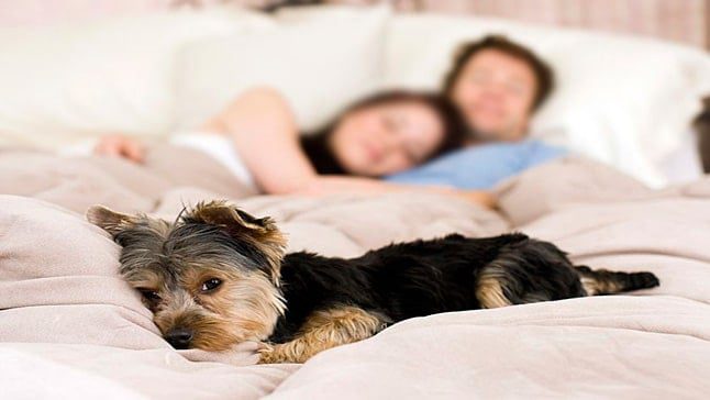 perro en cama