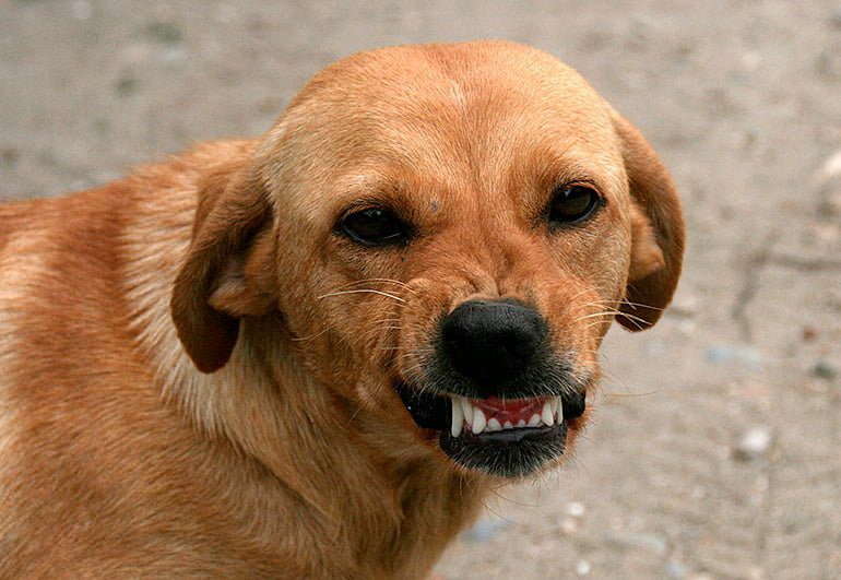 perro gruñendo