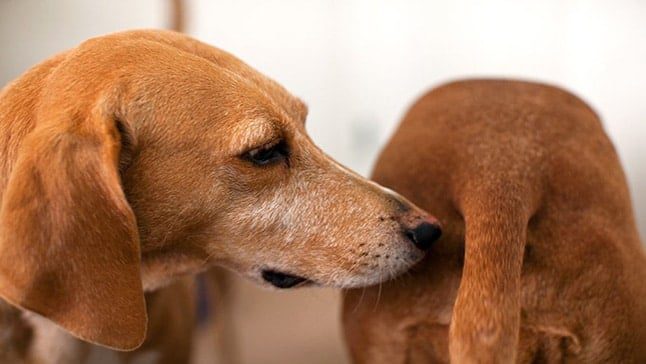 perro olor